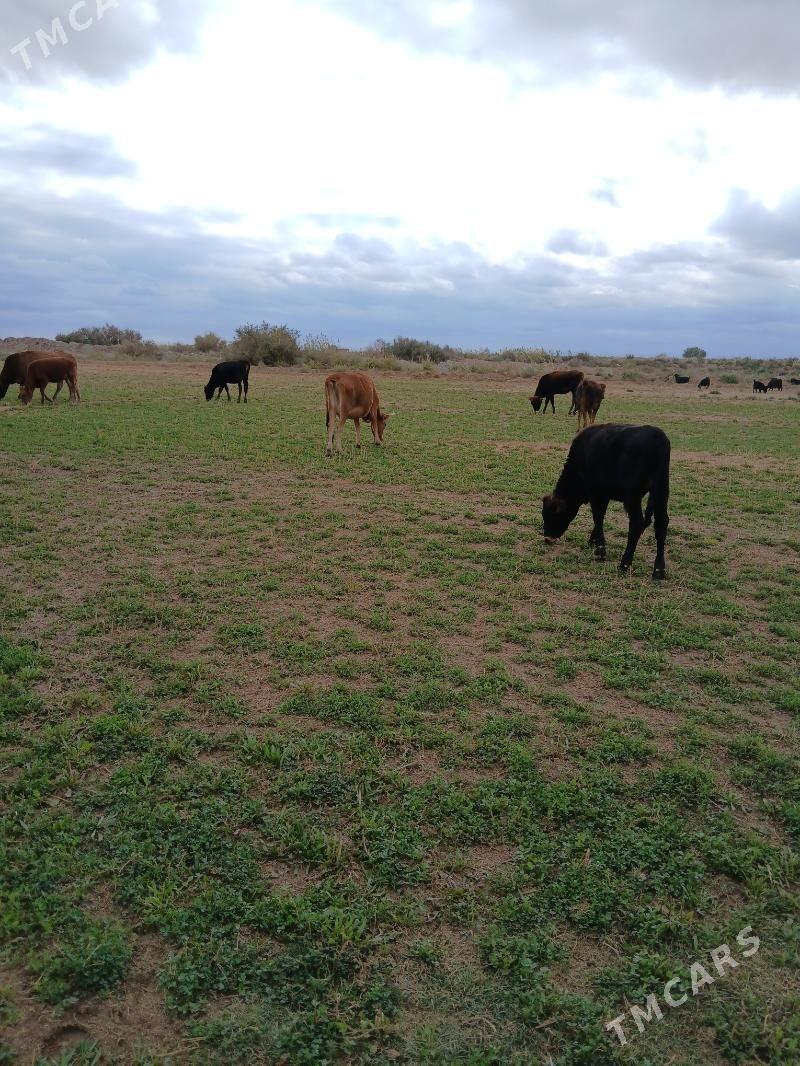 Goleli sygyr - Бабадайхан - img 1