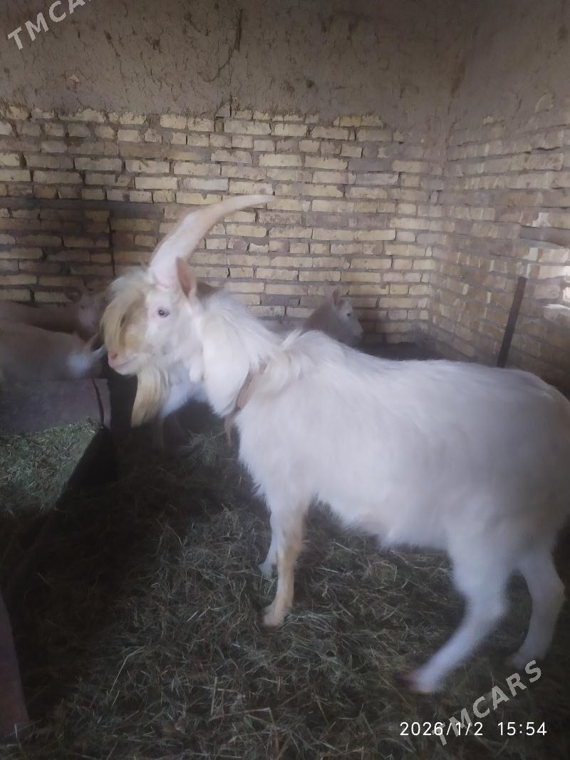 Zanen paroda teke - Türkmenabat - img 1