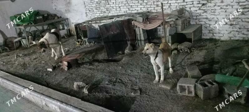 turkmen it - Гёкдепе - img 1