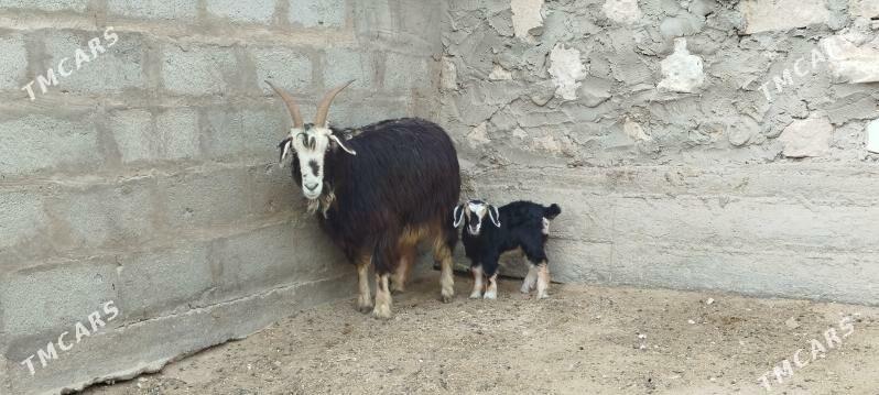 Owlakly geçi - Гумдаг - img 1