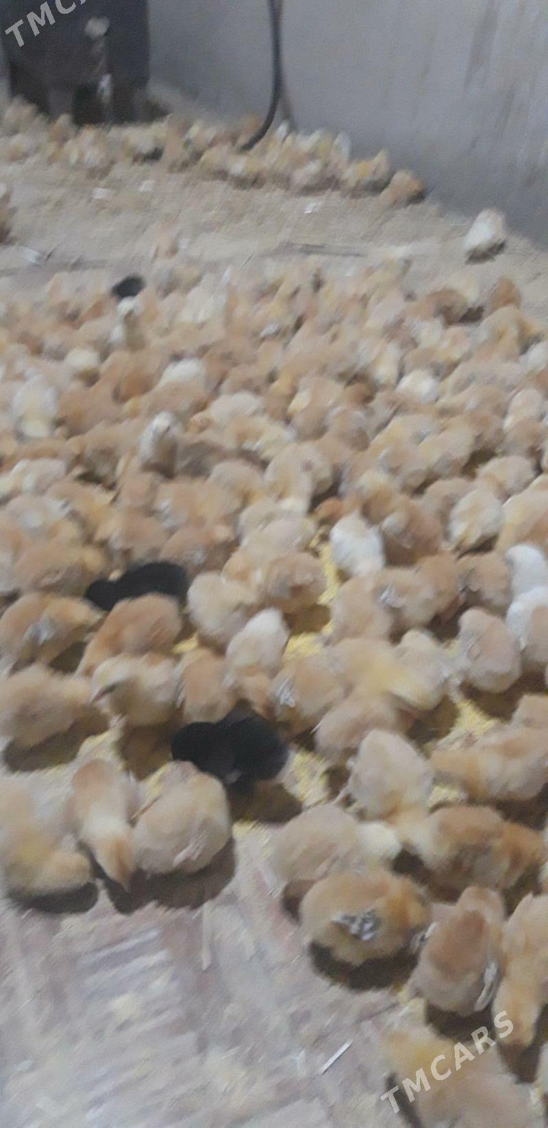 jüje - Görogly (Tagta) - img 1