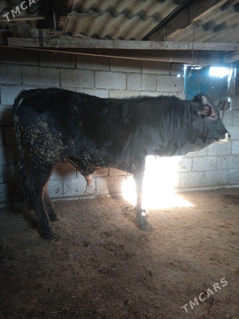 şiwes okuz - Бахарден - img 1