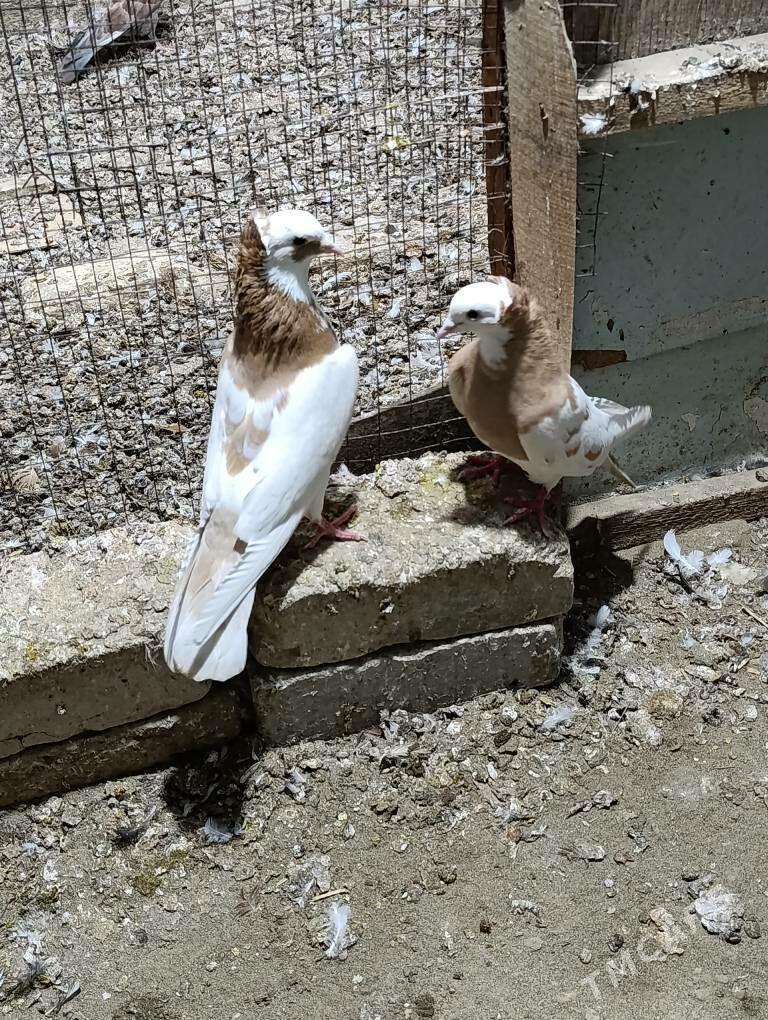 kepderi - Wekilbazar - img 1