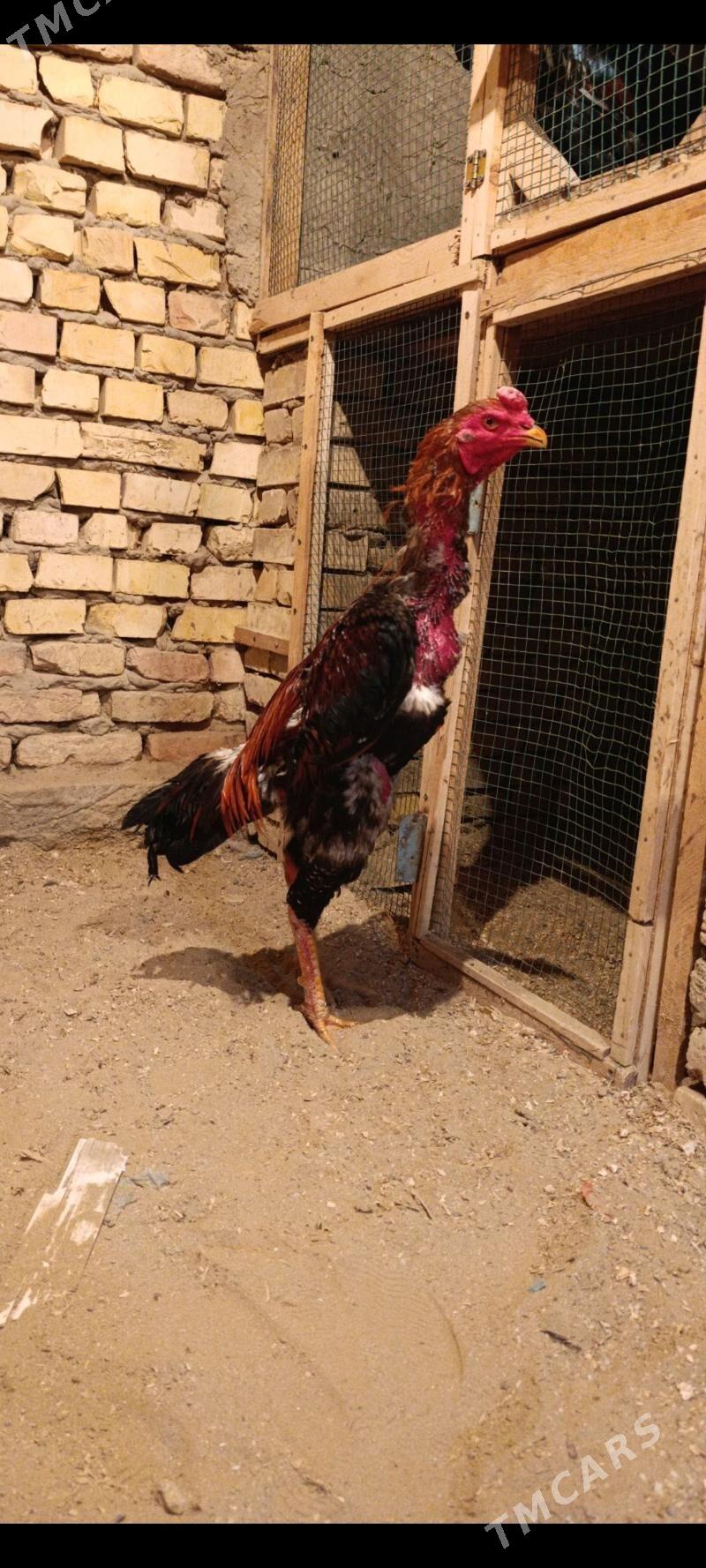 Taskent - Mary - img 1