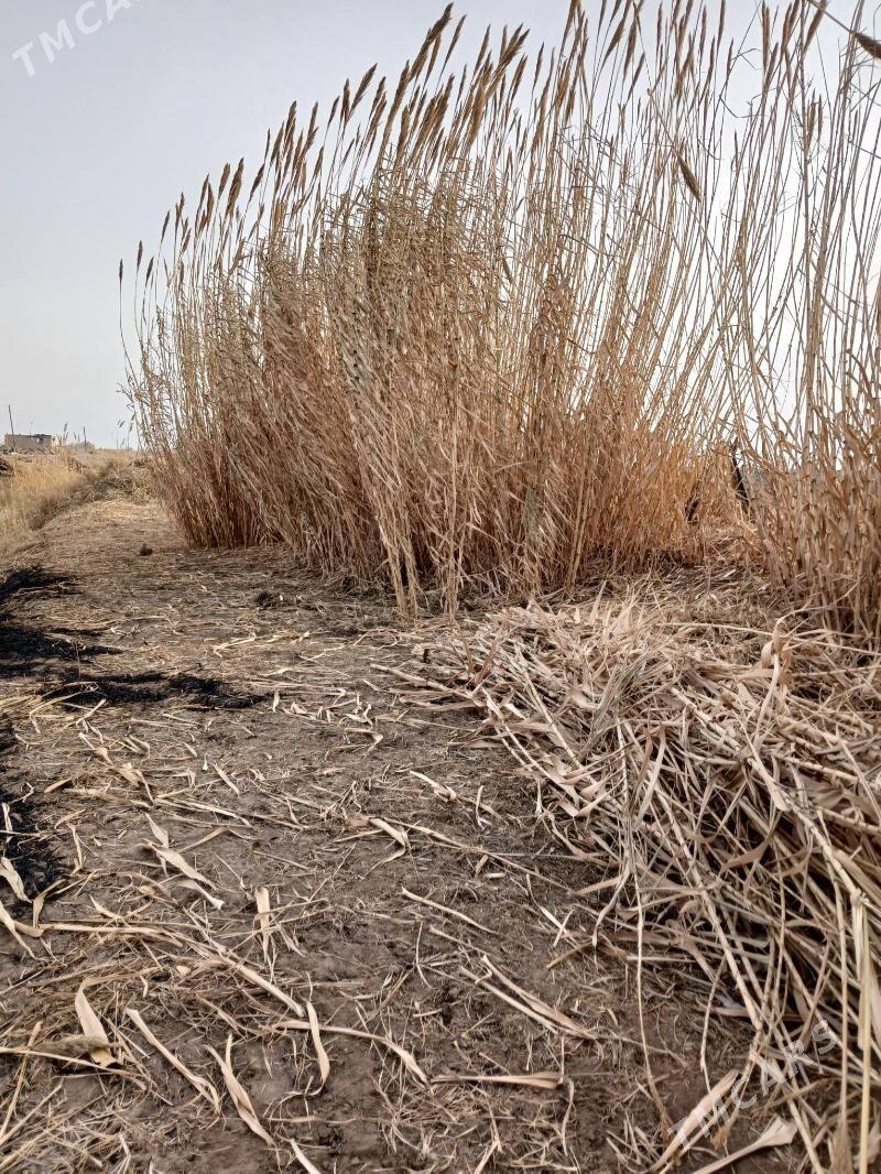 bambuh - Çärjew - img 1