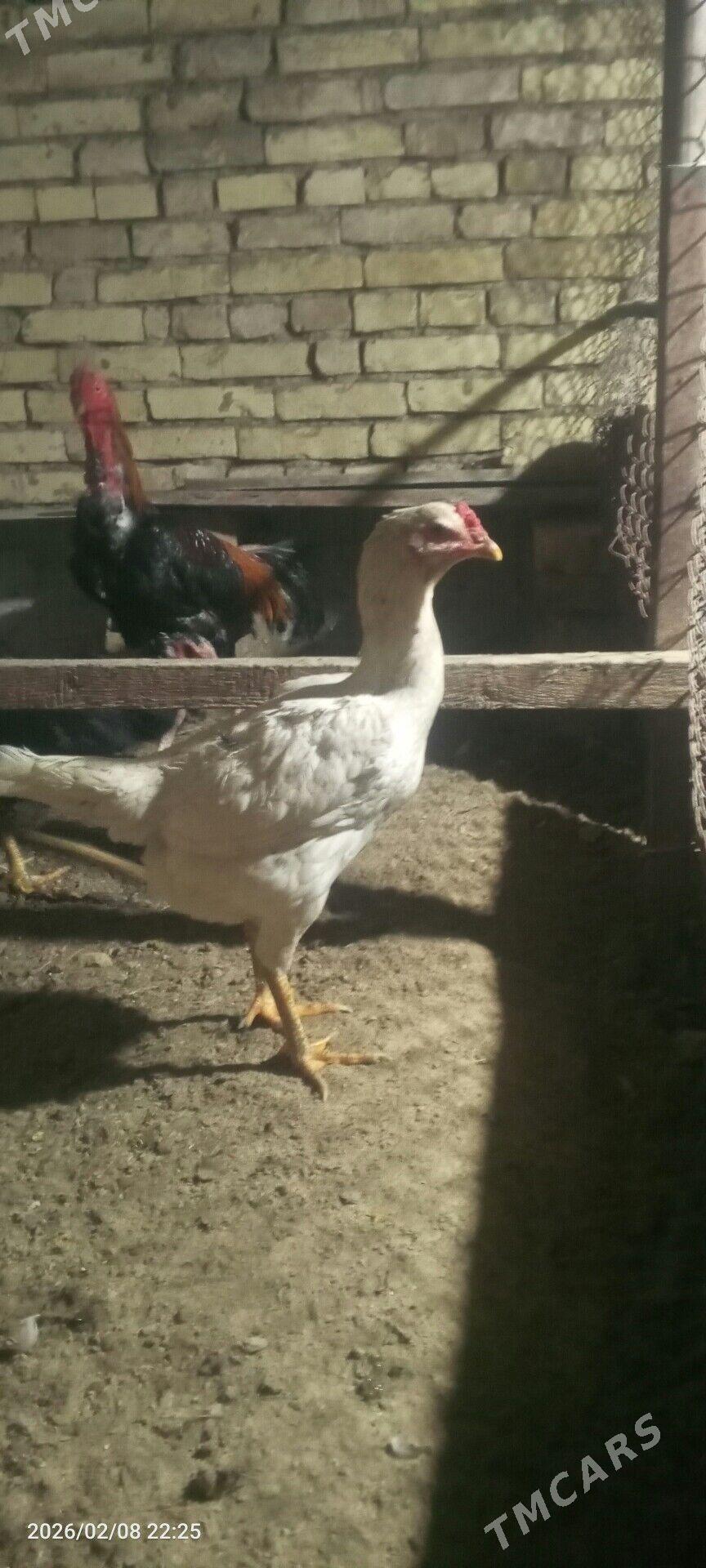 ak towuk baysy - Векильбазар - img 1