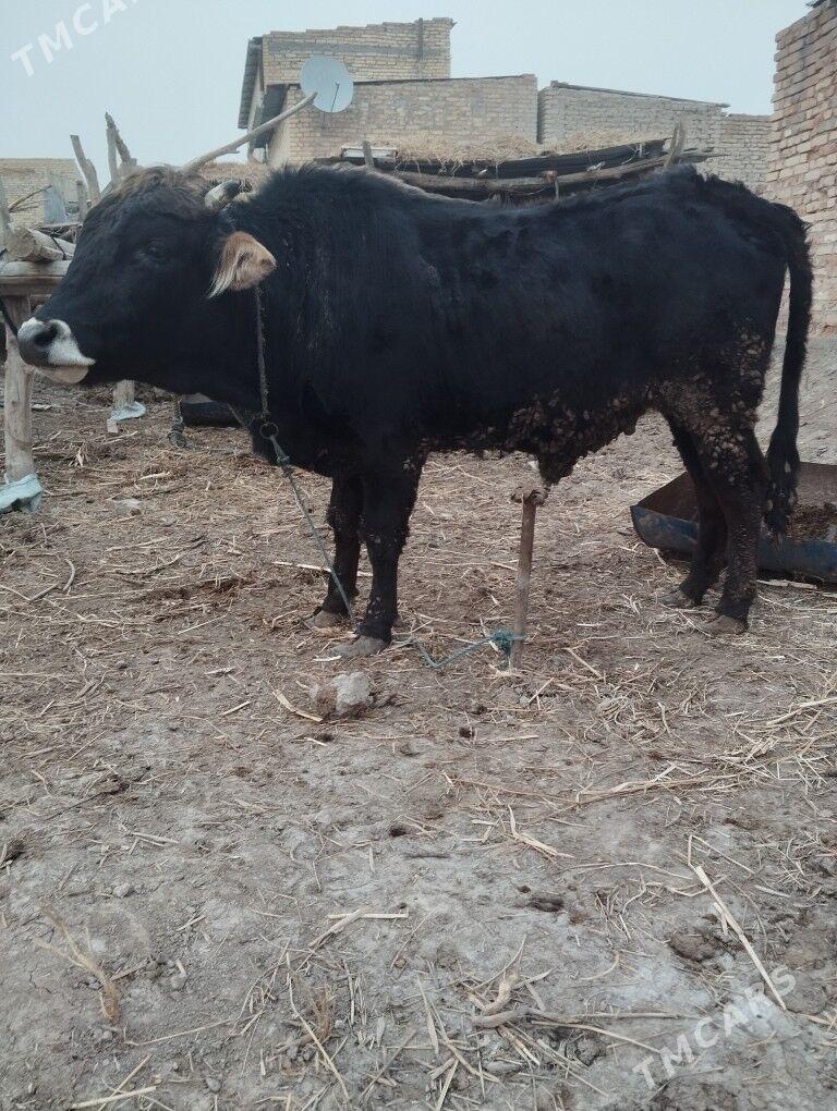 öküz - Çärjew - img 1