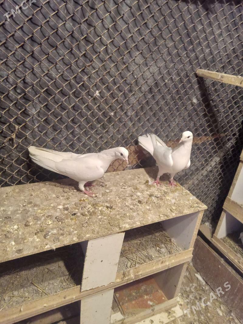 kepderi - Änew - img 1