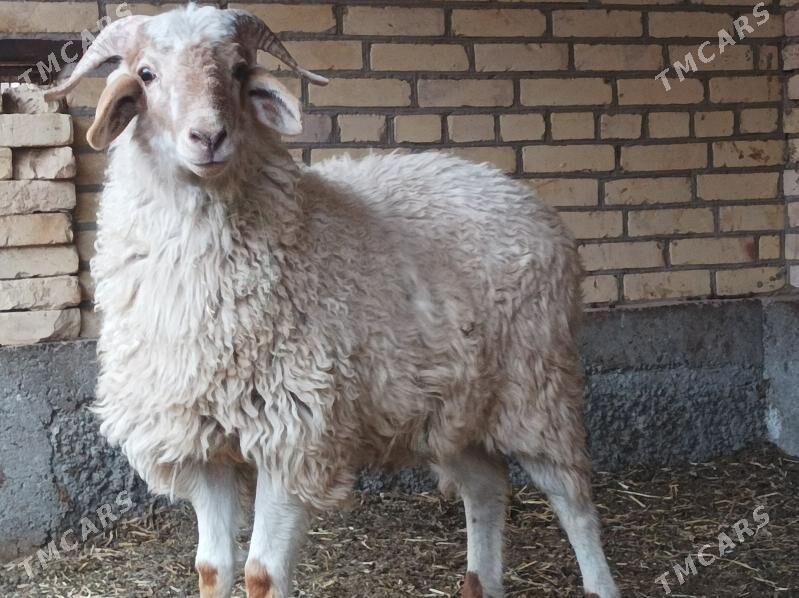 Kockar - Dänew - img 1