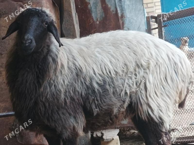 kysyr koyun - Dänew - img 1