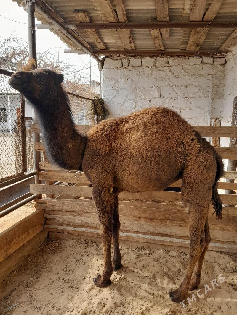 Torym - Jebel - img 1