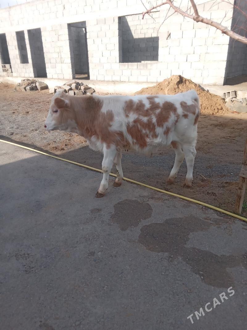 simantal okuz - Aşgabat - img 1