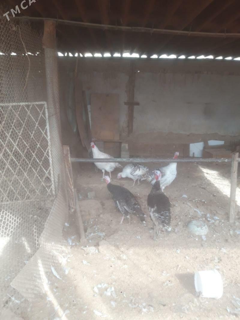 induk - Gyzylarbat - img 1