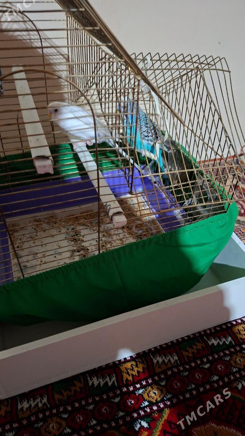 papugay - Хитровка - img 1