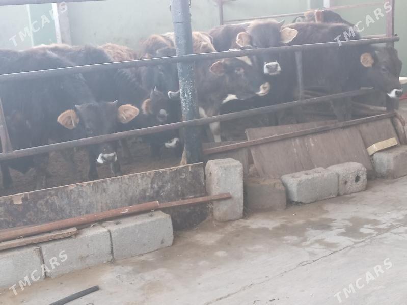 9.sany okiz - Büzmeýin - img 1