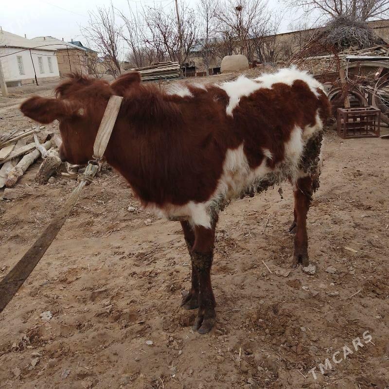 gulajyn - Мары - img 1