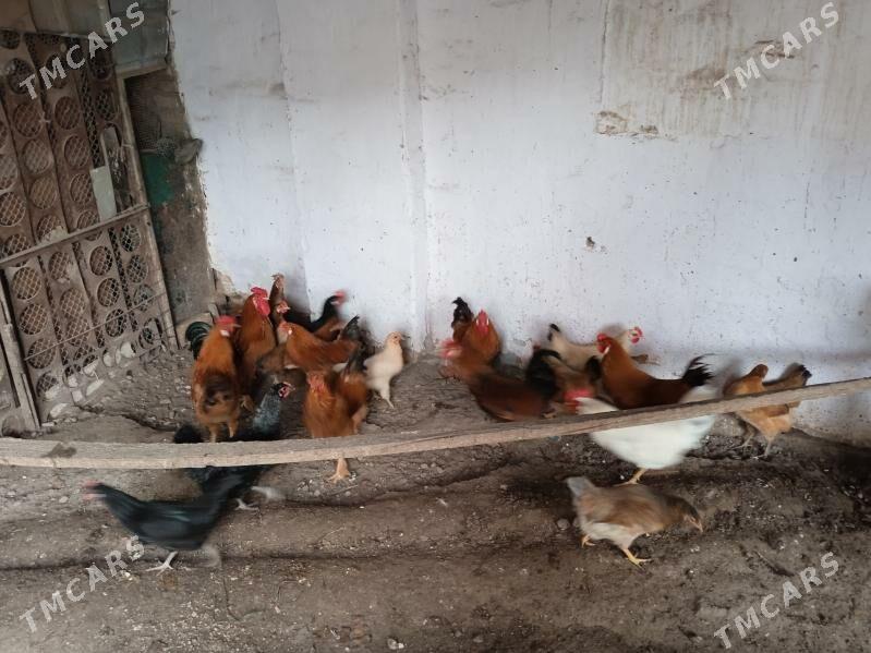 Mesny horaz kyzyl - Туркменабат - img 1