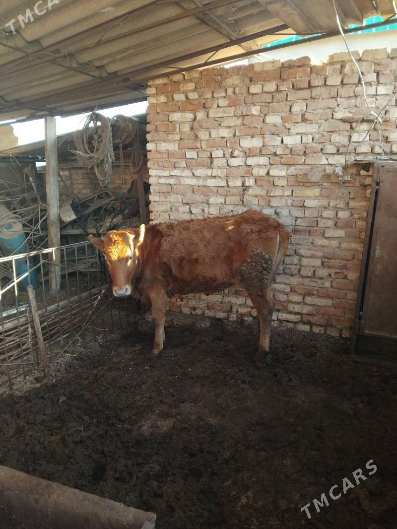 Bakylan  tüwe - Babadaýhan - img 1