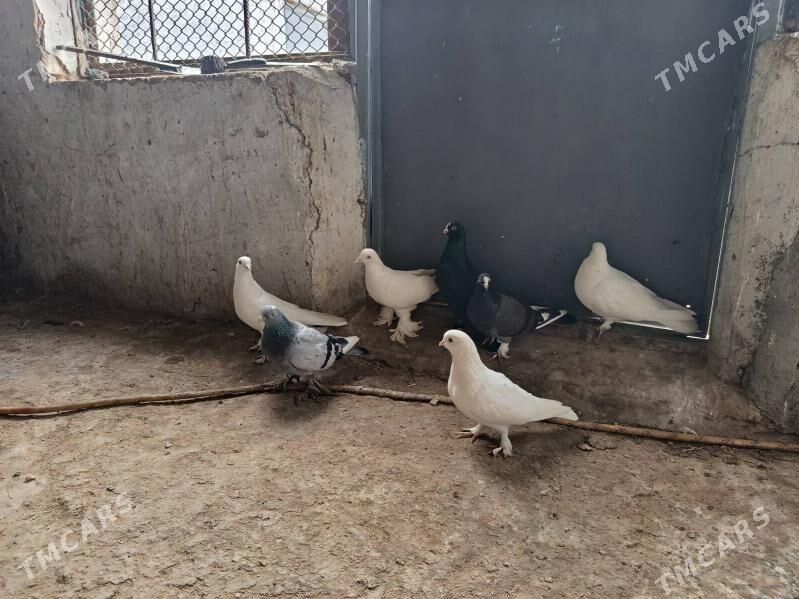 kepderi. - Гызыларбат - img 1