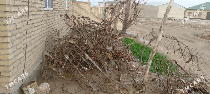 sim - Türkmenabat - img 1