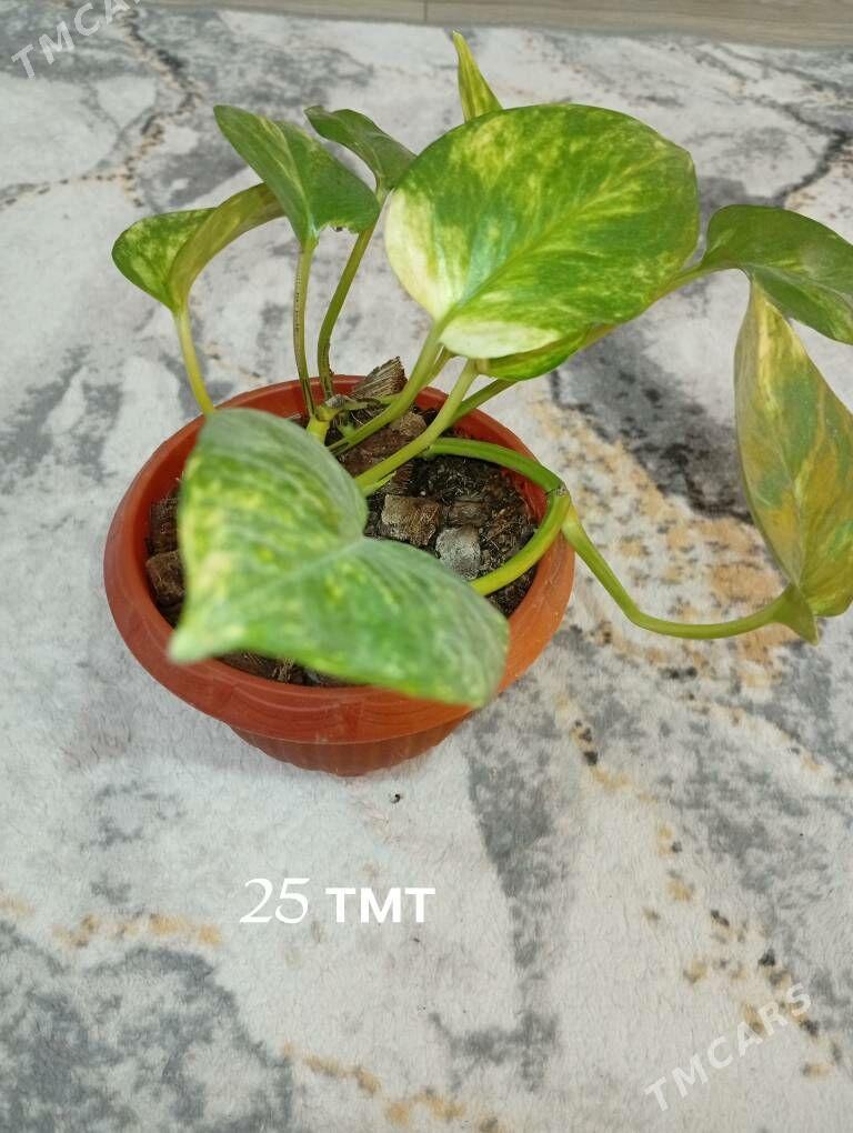 домашние растения - Балканабат - img 1
