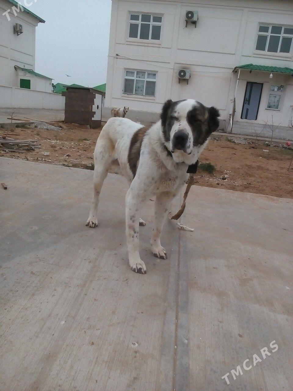 TKM TOHUM IT - Ашхабад - img 1