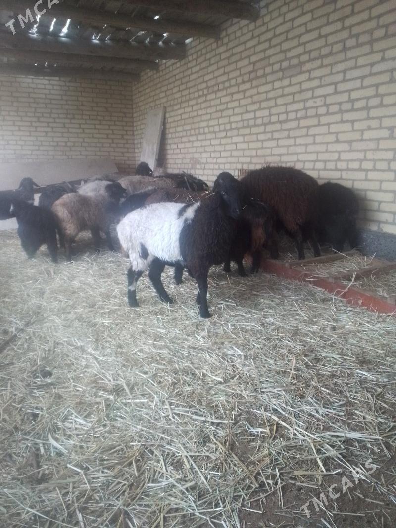 sagdyn guzy chewishlaer - Сакар - img 1