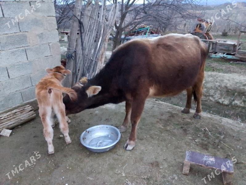 goleli sygyr - Magtymguly - img 1