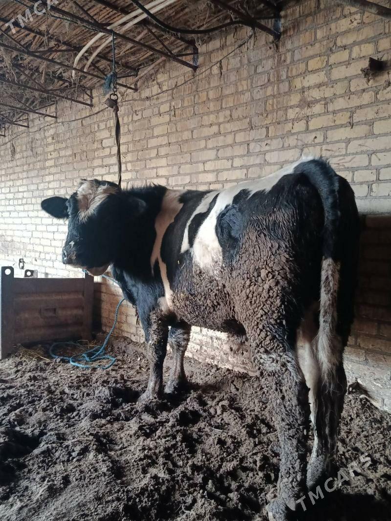 арасса галашдейин окуз - Çärjew - img 1