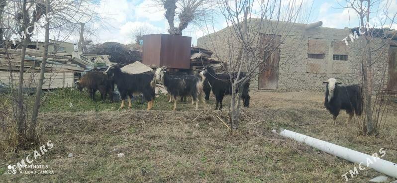 geçi - Бахарден - img 1