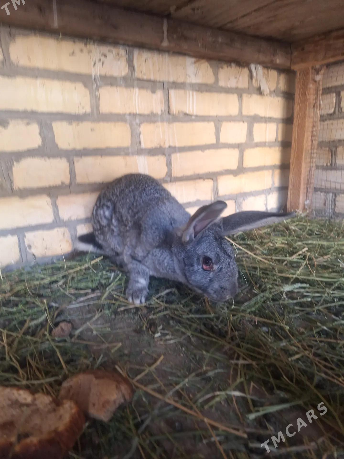 velikan tovsan - Туркменабат - img 1