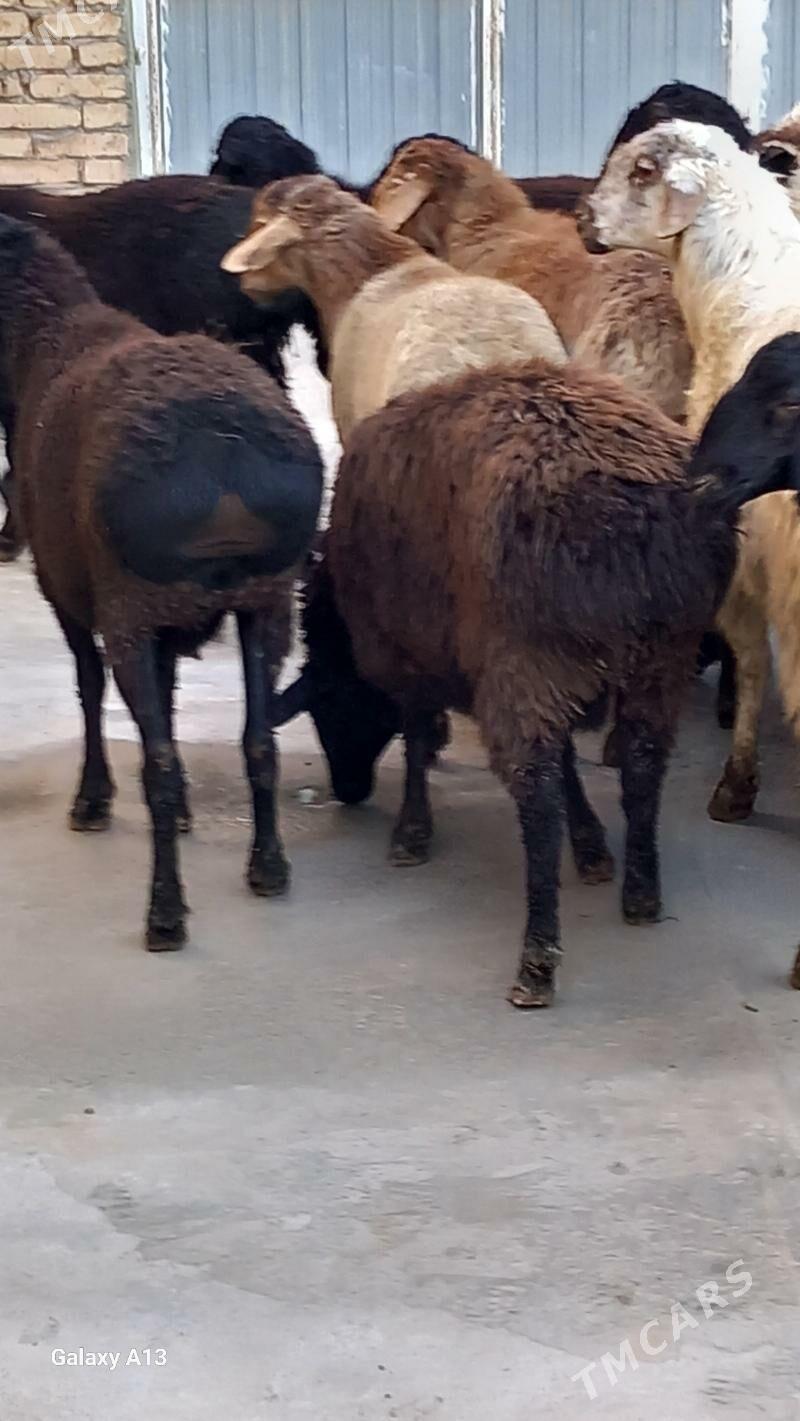 Biçikli goçkarlar - Чарджоу - img 1