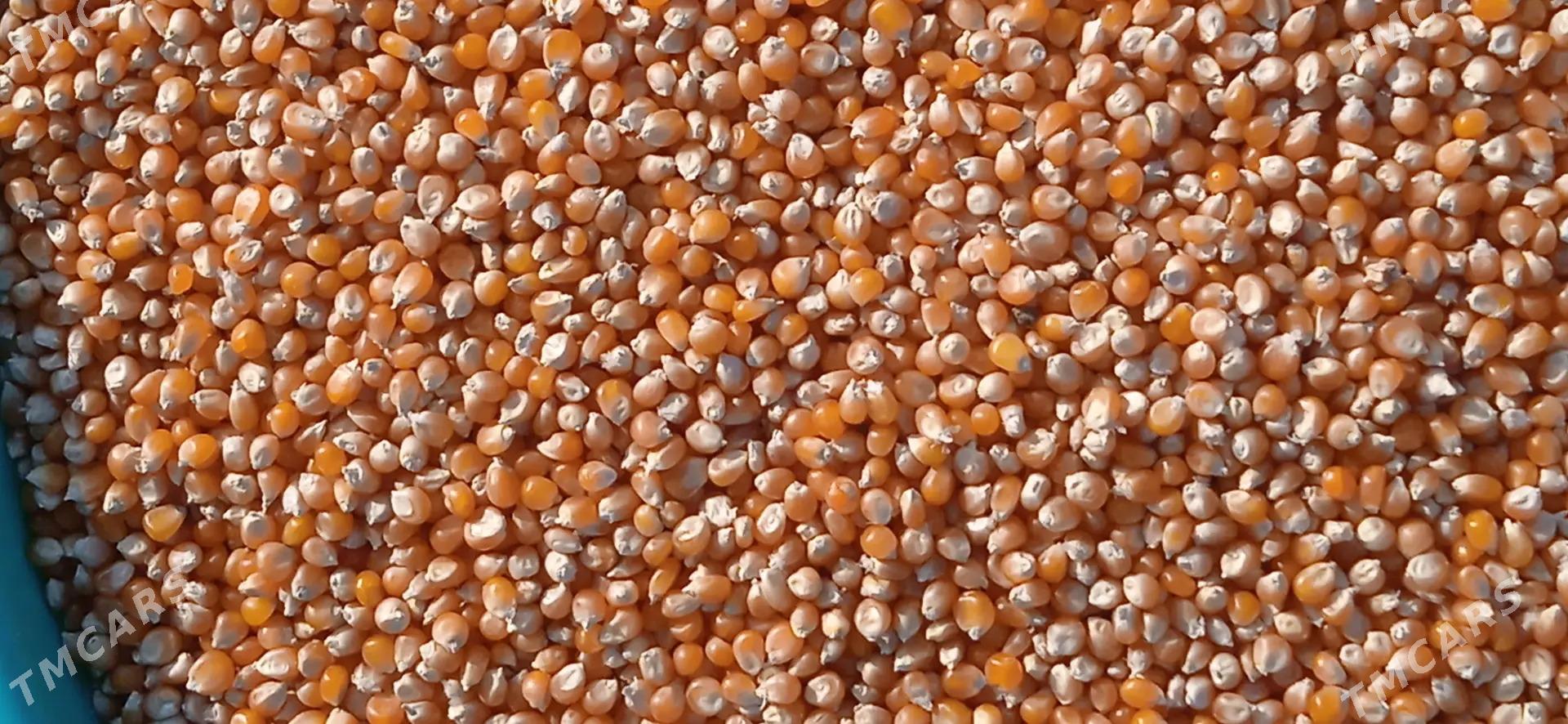 patyrak mekge - Oguz han - img 1