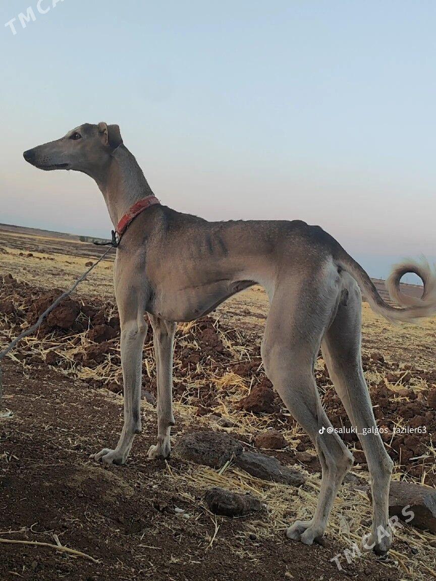 Ors tazy - етр. Туркменбаши - img 1