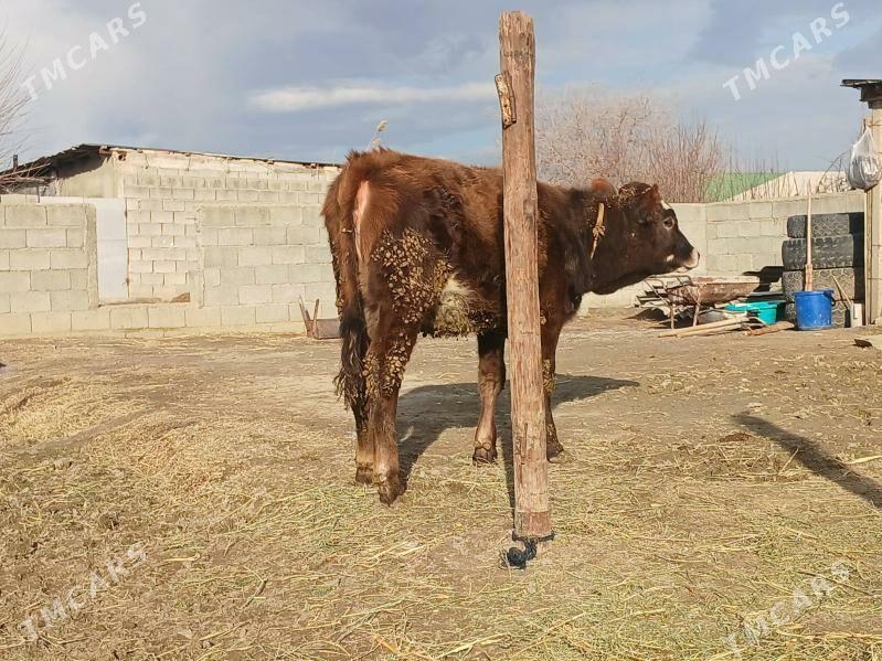 Tüwe şwes - Гёкдепе - img 1