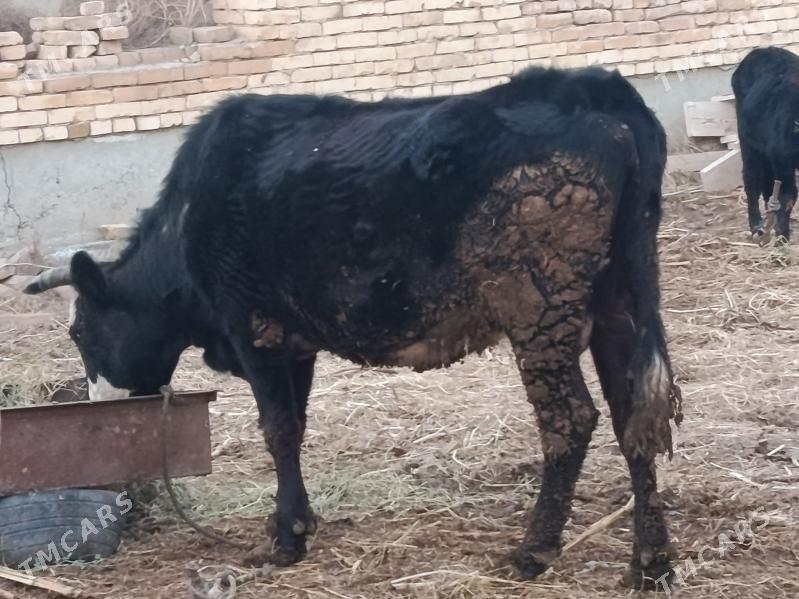 bogaz inek - Сакар - img 1