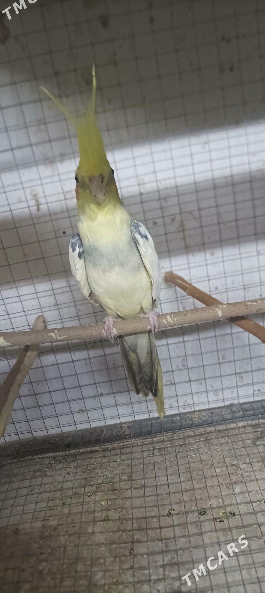 Karella - Ашхабад - img 1