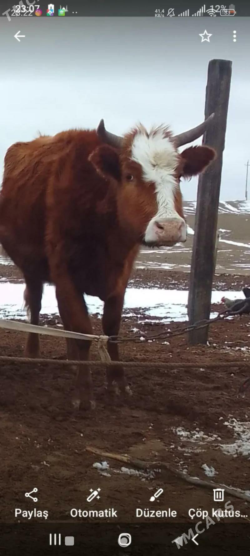 sygyr - Балканабат - img 1