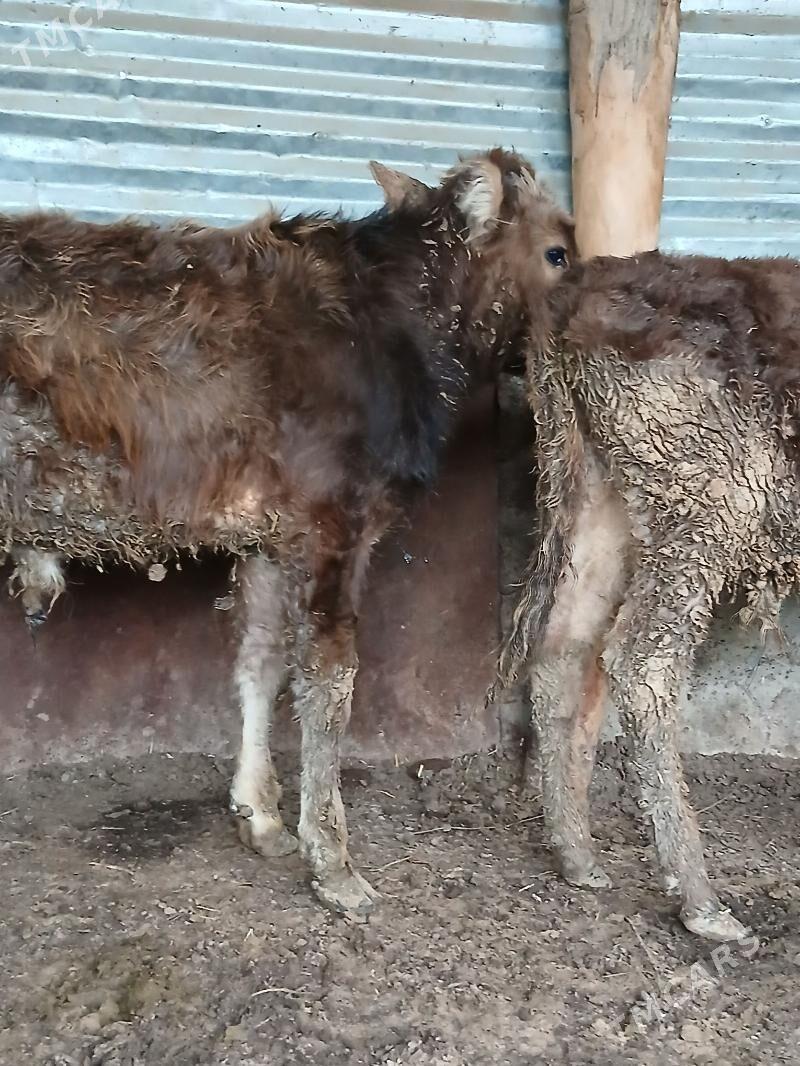 arzan okuzler - Херрикгала - img 1