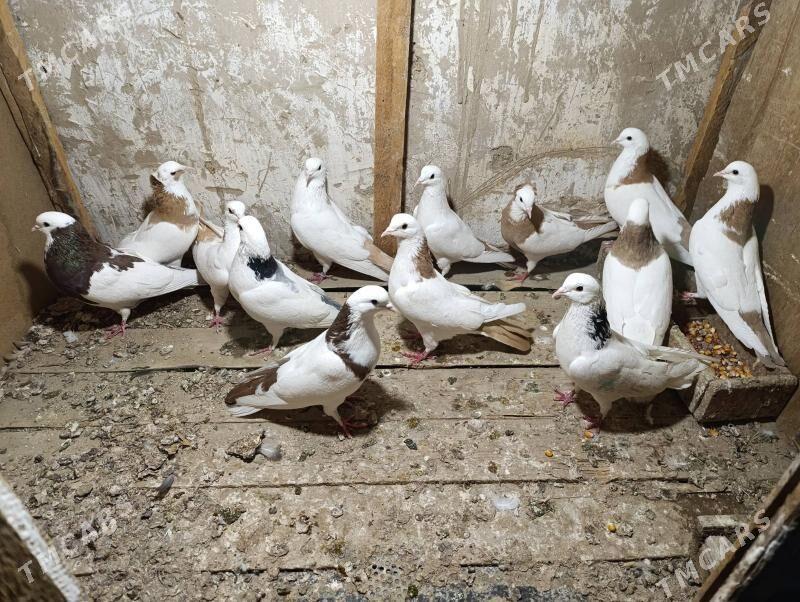 kepderi - Wekilbazar - img 1