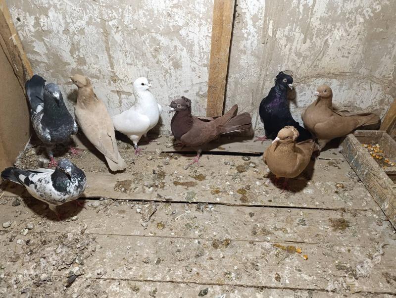 kepderi - Wekilbazar - img 1