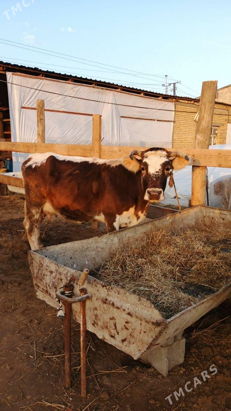 Sygyr - Gökdepe - img 1