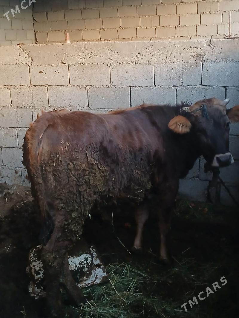 tuwe - Яшлык - img 1