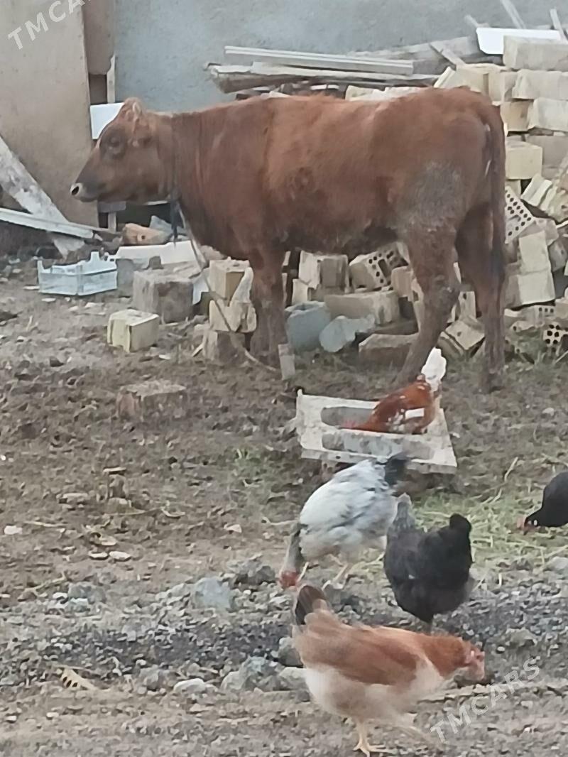 tuwe - Яшлык - img 1