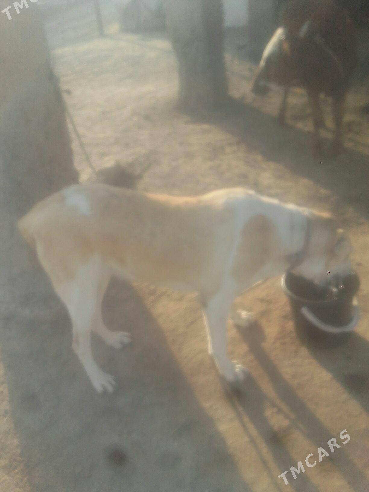 it. - Мургап - img 1