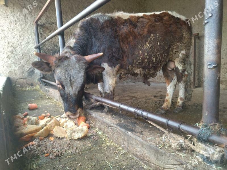 Öküz - Кипджак - img 1