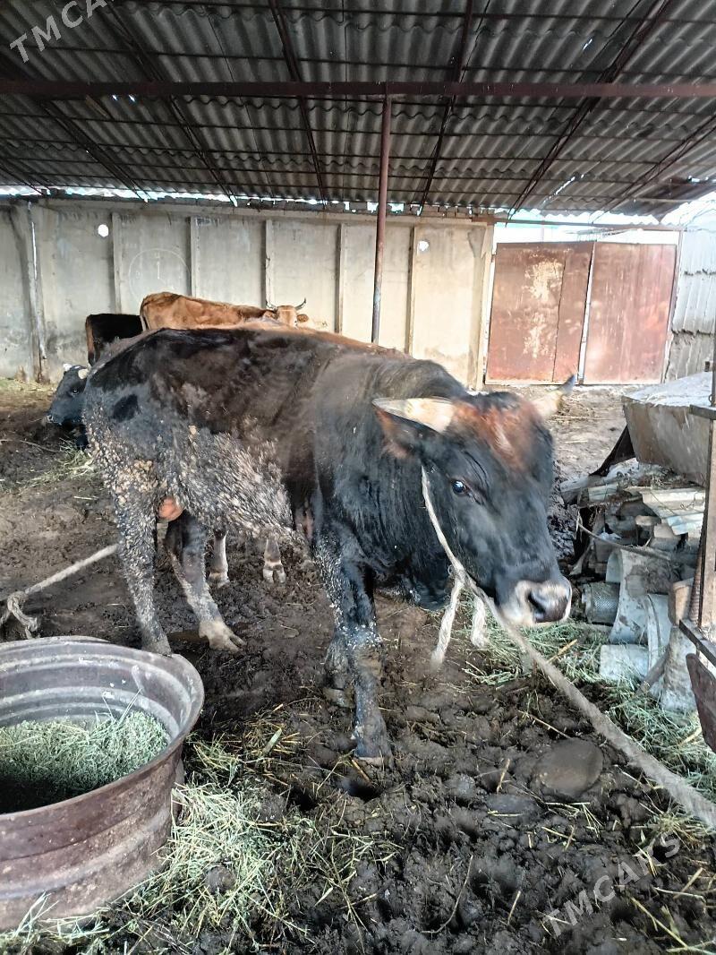 öküz - Ак-Бугдайский этрап - img 1