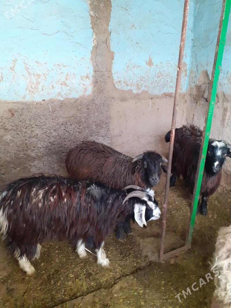 Tokly - Гарадамак Шор - img 1