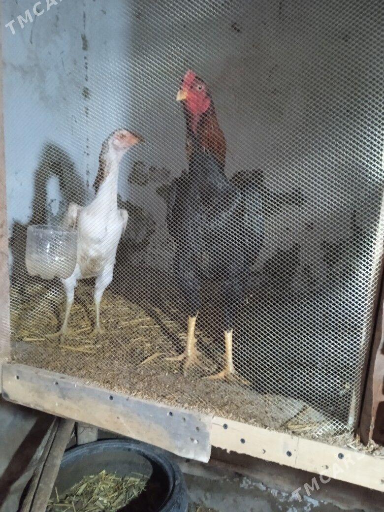 baysok juje - Türkmenabat - img 1