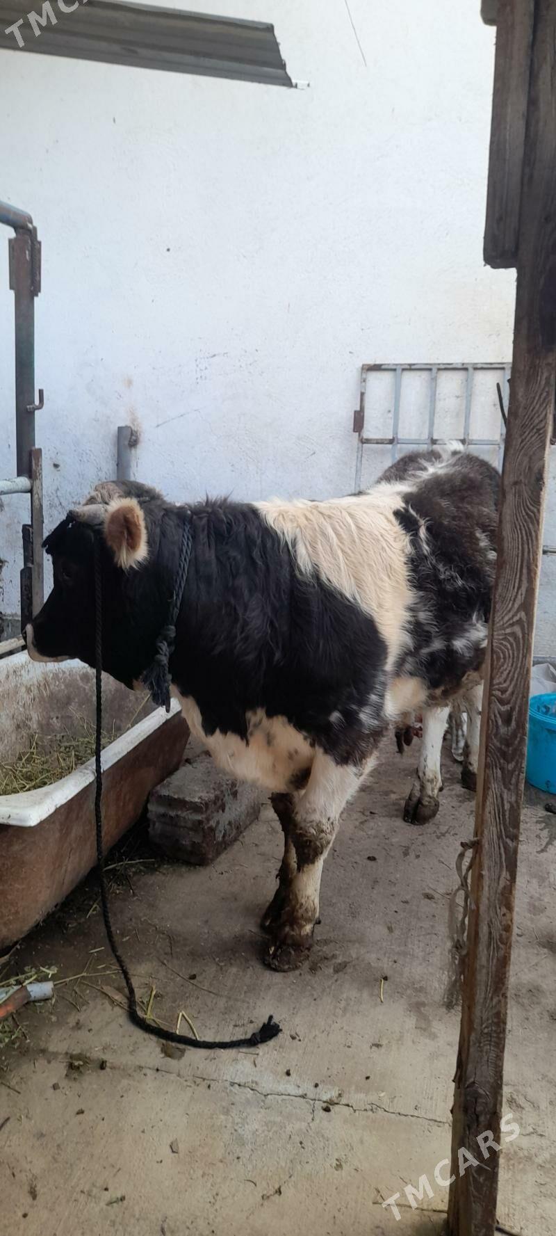 okuz - Garadamak - img 1